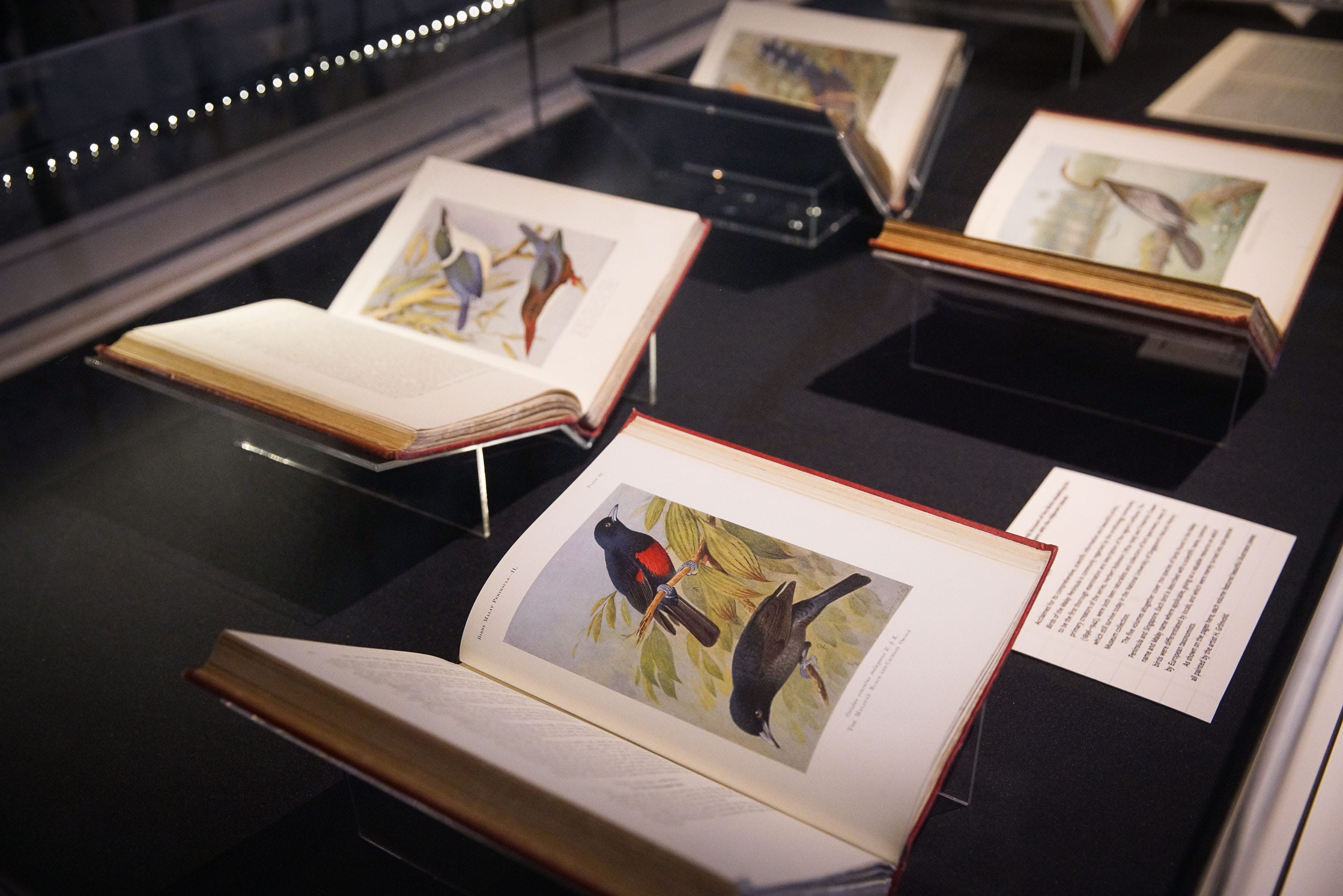 A photo showing a row of open books in a showcase. They feature beautifully illustrated birds.