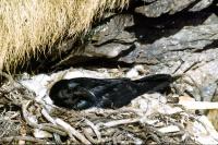 A Raven on the nest