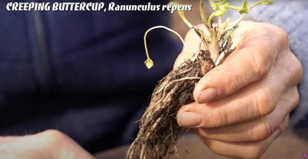 Creeping buttercup root (Ranunculus repens)