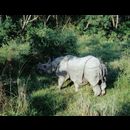Terai rhino 2