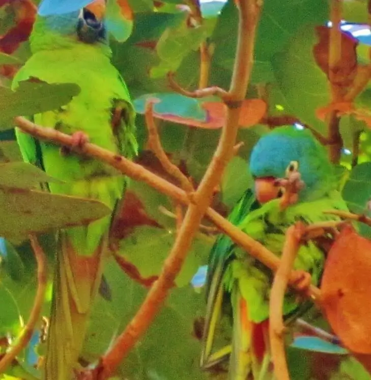 araratinga-de-testa-azul suas cores se misturam à folhagem