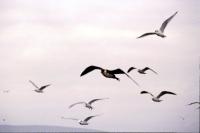 A Pomarine Skua flies with gulls
