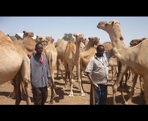 Somalia Camel Market 11