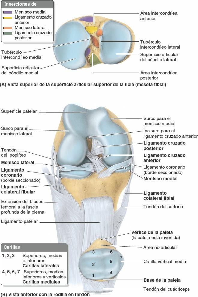 10. Articulaciones Del Miembro Inferior | Enfermería.Top