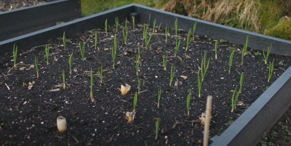 Garlic in early spring