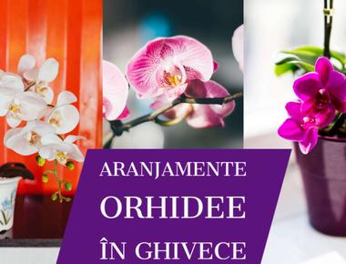 Aranjamente Orhidee in ghiveci