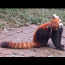 China Red Pandas 11