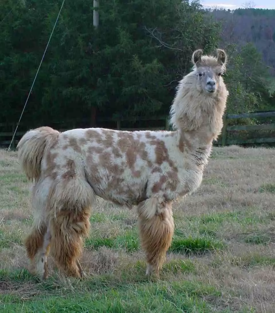 An image of a llama named Tercero