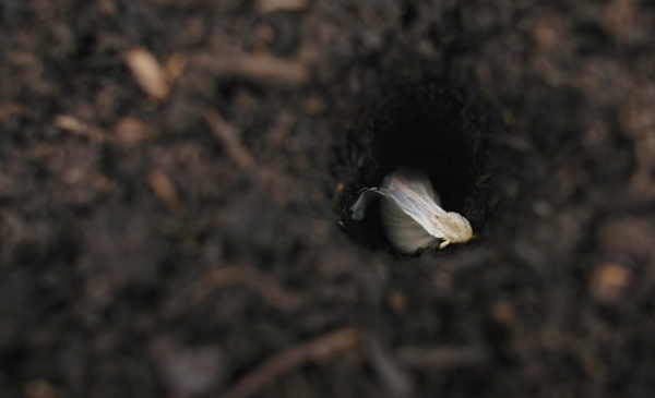 Garlic clove head up in a hole