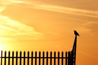 Crow perched on a metal fence with an orange sky behind.