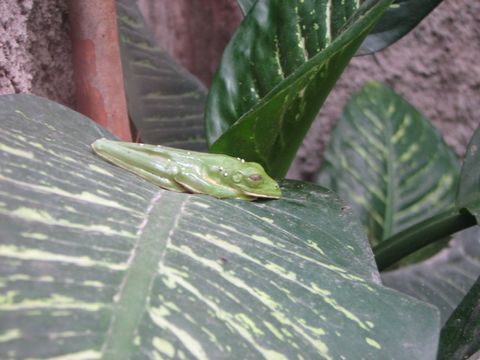 Monteverde Frog Pond - Monteverde, Costa Rica