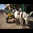 Sudan Dongola Market 9