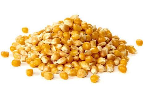 Maize