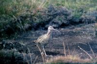 A Curlew walks on bare earth