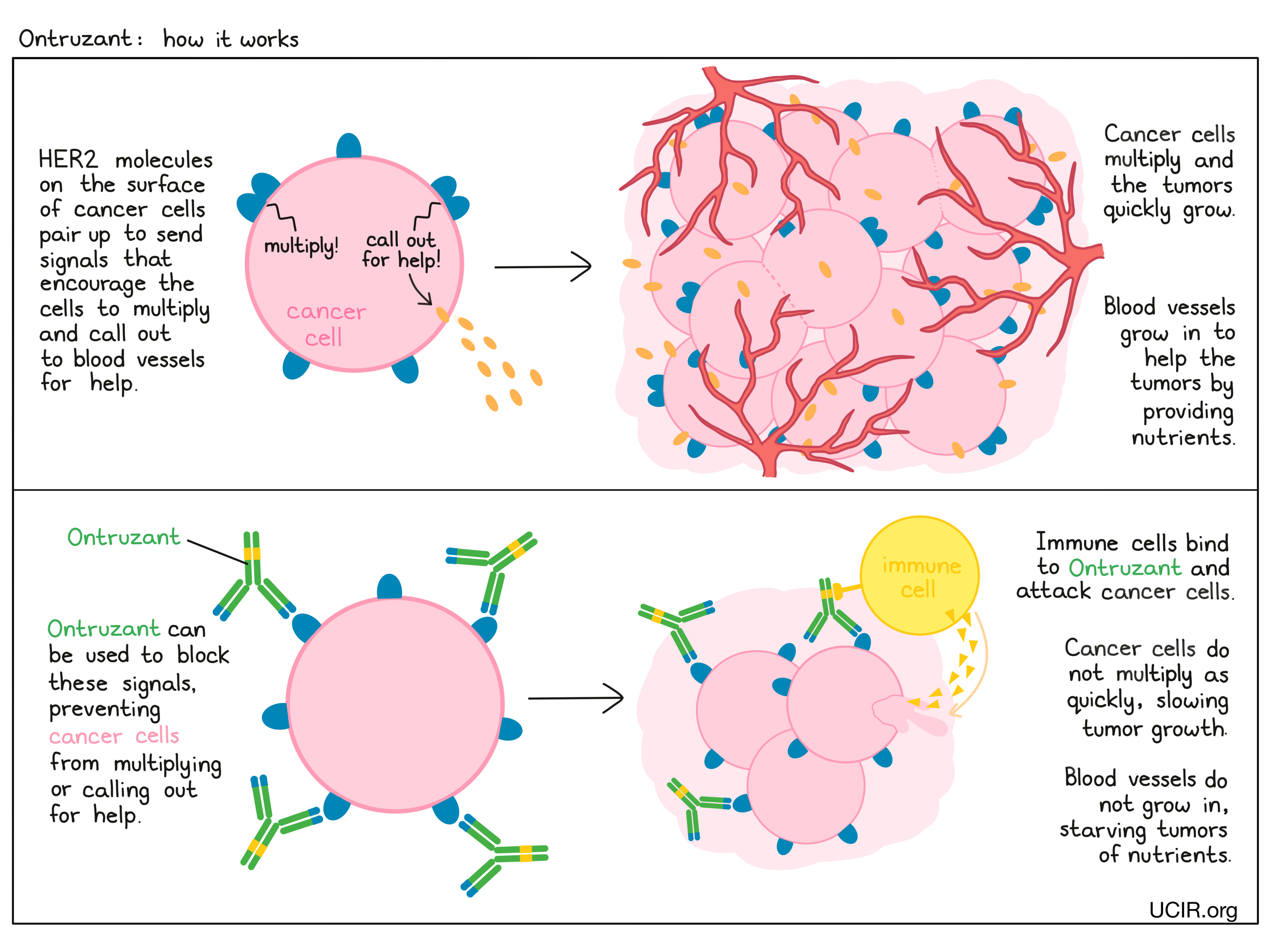 Illustration showing how Ontruzant works Illustration showing how Ontruzant works