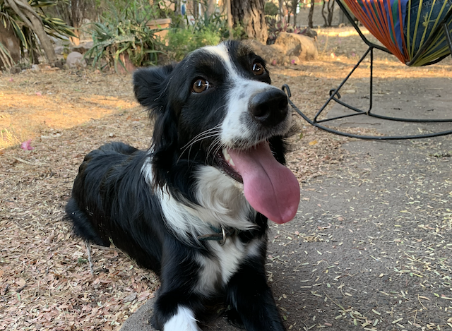 Nina con la lengua de fuera viendo fijamente a la cámara.