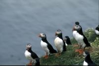 A group of Puffins on a sea stack