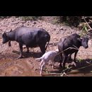 Laos Animals 19