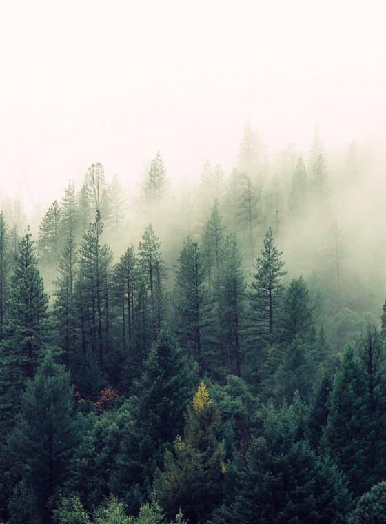 A misty green forest.