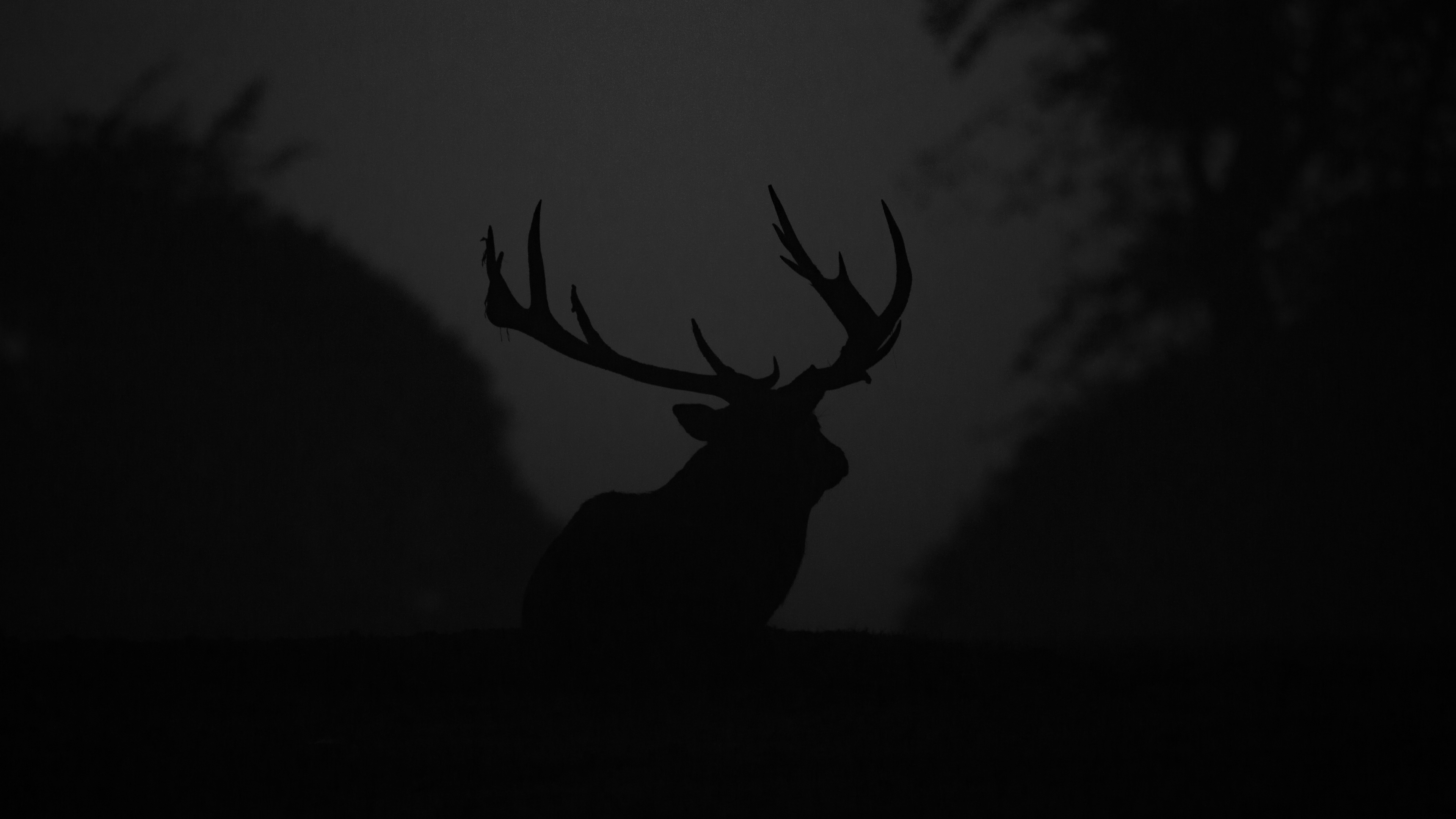 deer
            standing on road, black and white - complimentary to the deer styled
            website logo