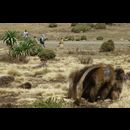 Ethiopia Baboons 9