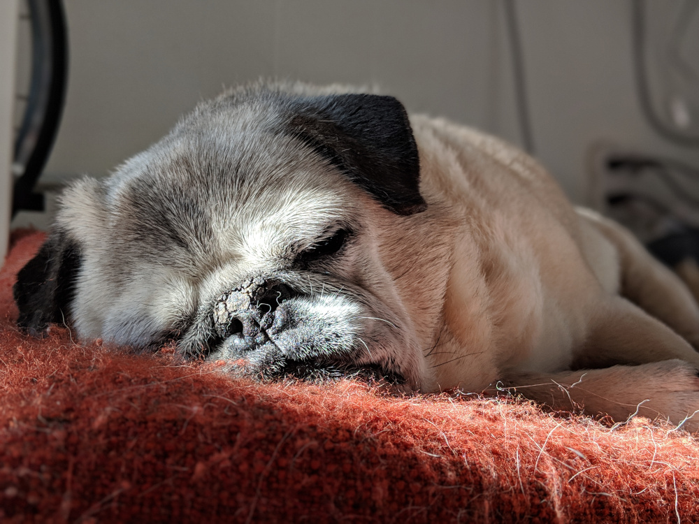 Pugsy, a pug, sleeping on a red bed.
