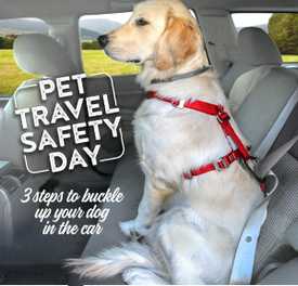 3 Steps to Buckle Up Your Dog in the Car