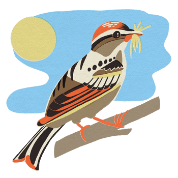BESIDE_BIRDS_2021_Chipping_Sparrow.png