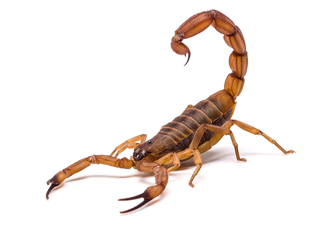 How bad is the sting of a Scorpion?
