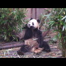 China Pandas 11