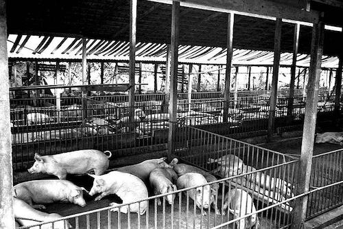 photo of pig farm
