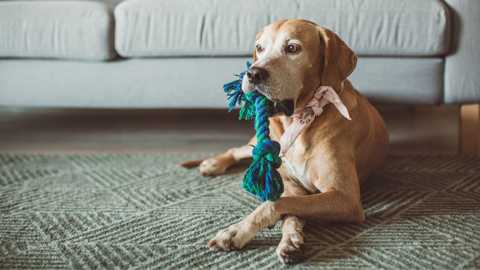 How to Implement a Pet-Friendly Policy at Your Rental Property