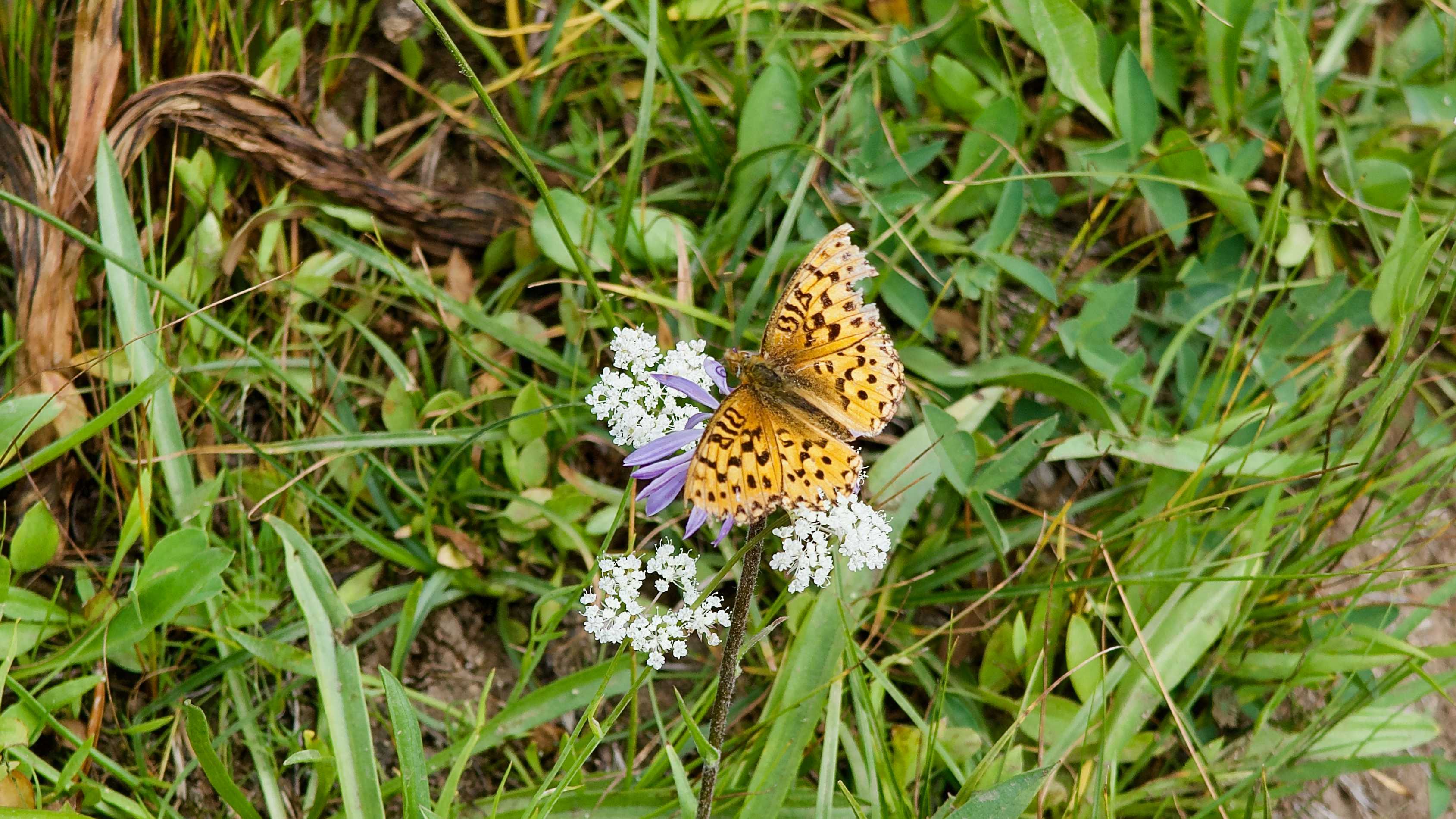 day119-butterfly-on-flower.jpg