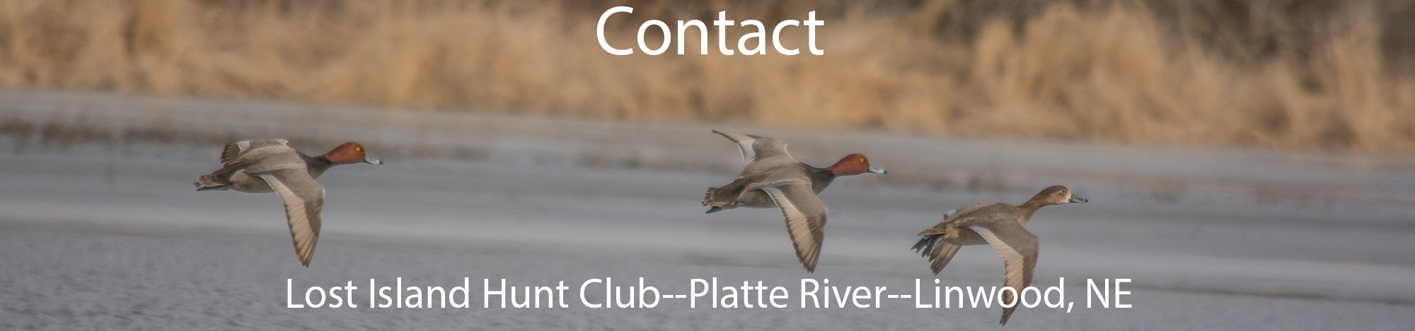 Flying Ducks Over Platte River