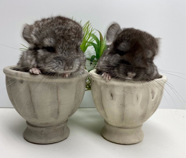 two chinchillas in a planter