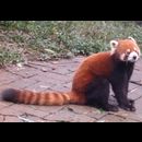 China Red Pandas