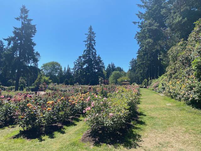 A walk through Washington park rose garden