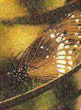 My Life - The Tale of a Butterfly My Life - The Tale of a Butterfly