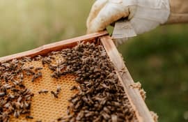 Beekeeping Image