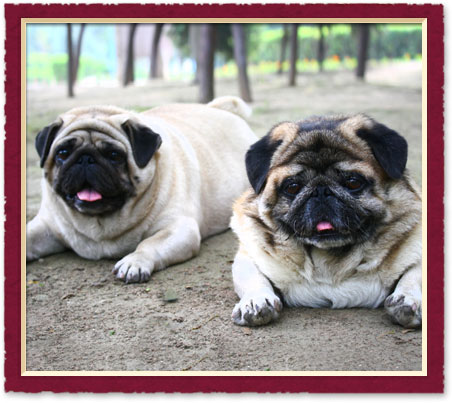 austin, TX Pet Care