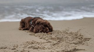 Sussex Spaniel laying on the sand at Shoreham Beach.