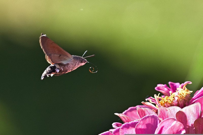 Diferenças entre mariposas e borboletas