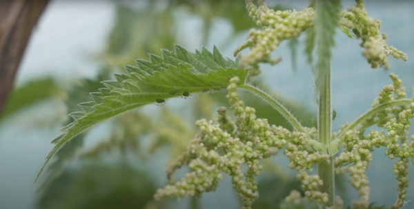 Close up on a female nettle