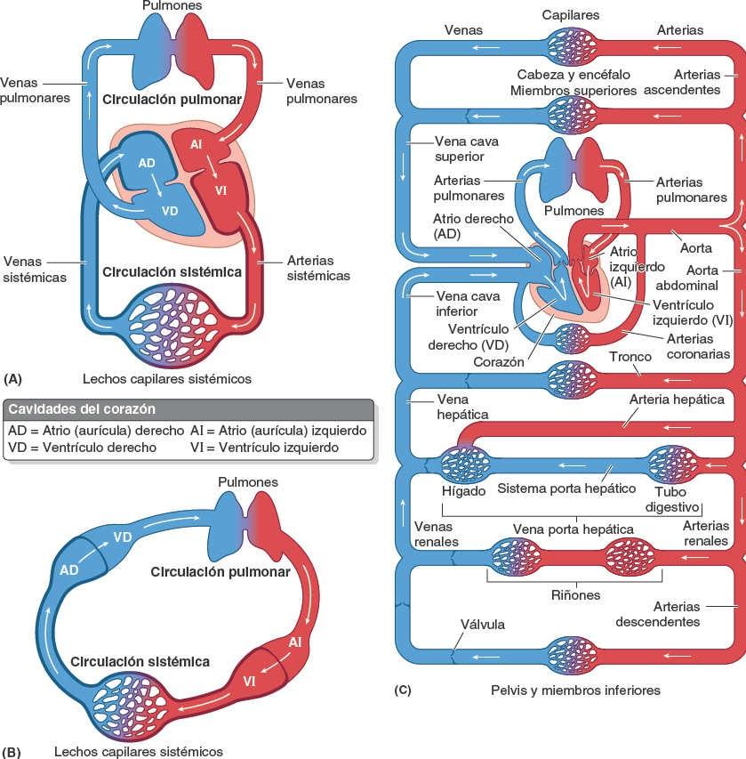 08. Sistema Cardiovascular | Enfermería