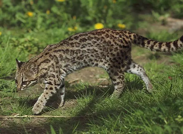 Gato macambira -leopardus tigrinus