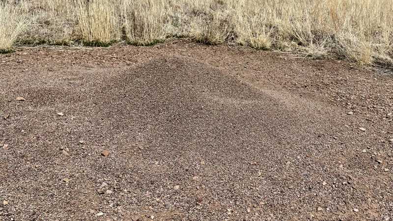A large ant hill