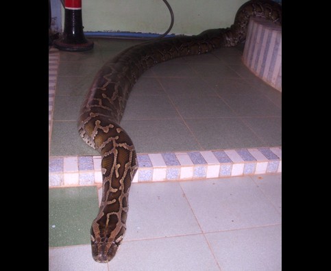 Burma Snakes 1