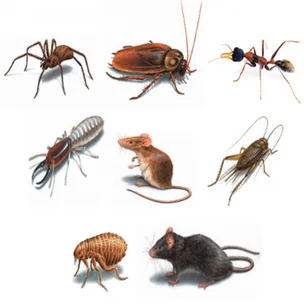 Blue Water Pest Control Port Stephens - ants, rats & mice, bed bugs, spiders, silverfish, cockroaches, fleas