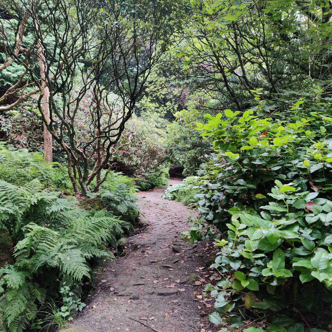 The Hollies Leeds path through woods