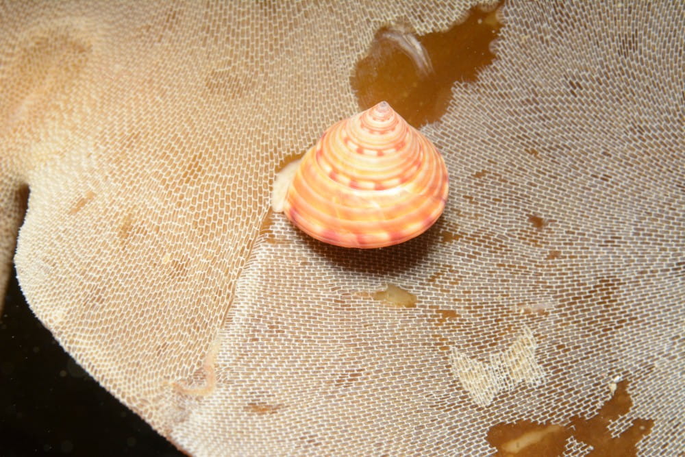 A painted topshell <em>(Calliostoma zizyphinum)</em> on a kelp front encrusted with the bryozoan Membranipora membranacea